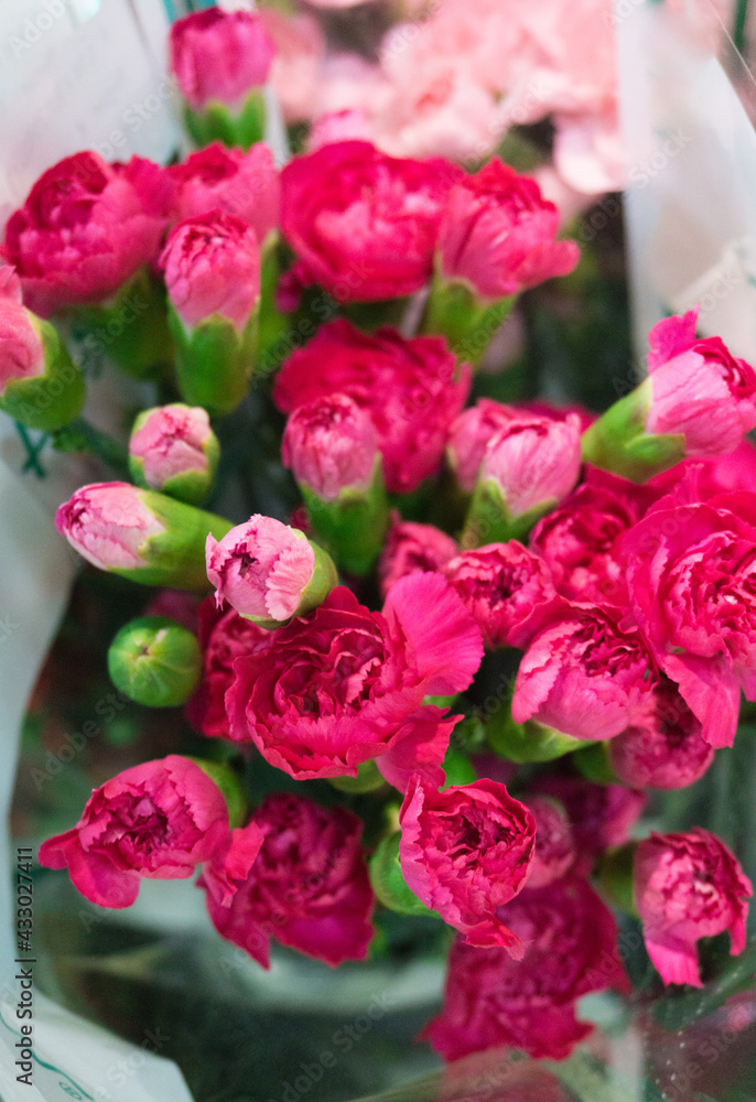 Red pink carnation flowers. Close up to a beautiful bouquet of blooming pink carnation Red pink carnation flowers. Close up to a beautiful bouquet of blooming pink carnation