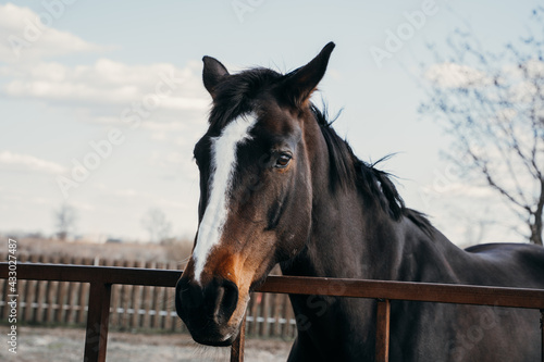 A beautiful black horse with a white stripe on the muzzle looks at the rider