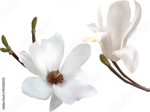 isolated magnolia two white blooms
