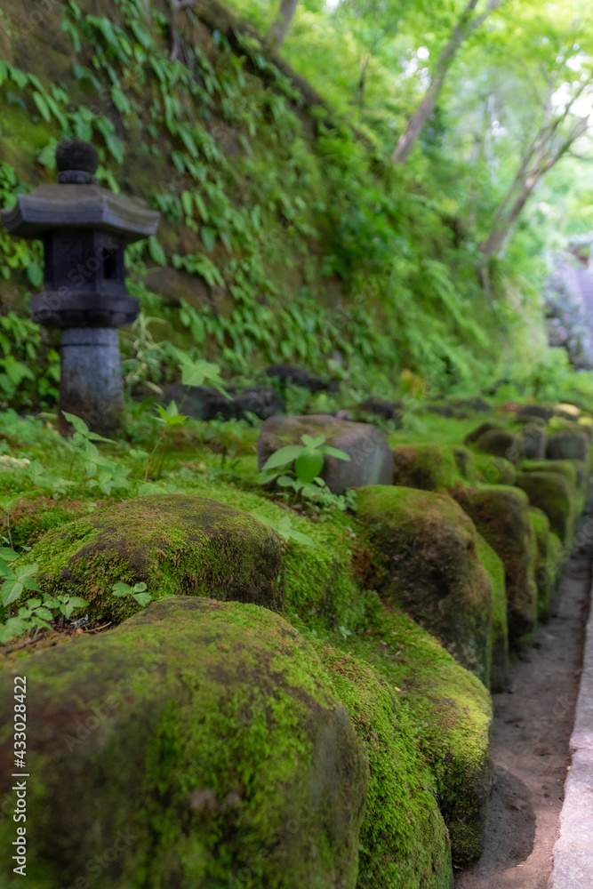 苔のある風景 苔のある風景