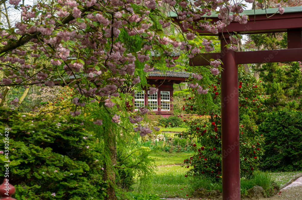 blühender japanischer Garten in Leverkusen blühender japanischer Garten in Leverkusen