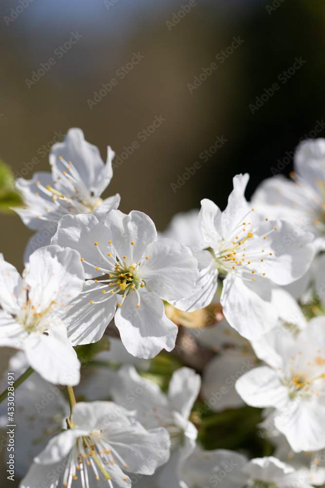 Cherry Tree Blossoming in Sunny Spring Day. Nature is Pure Beauty Cherry Tree Blossoming in Sunny Spring Day. Nature is Pure Beauty