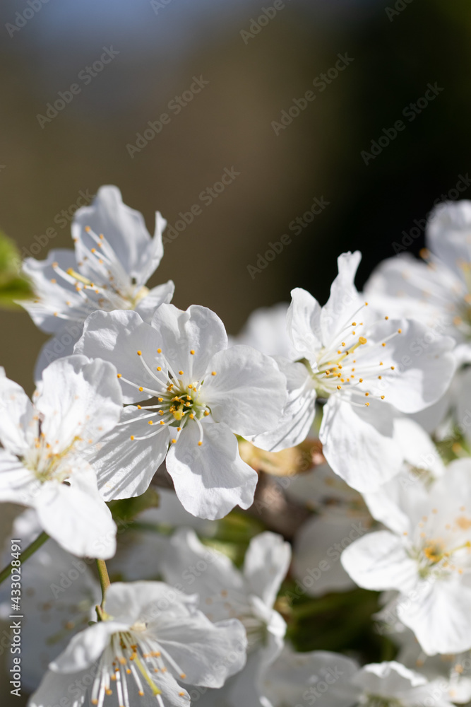 Cherry Tree Blossoming in Sunny Spring Day. Nature is Pure Beauty