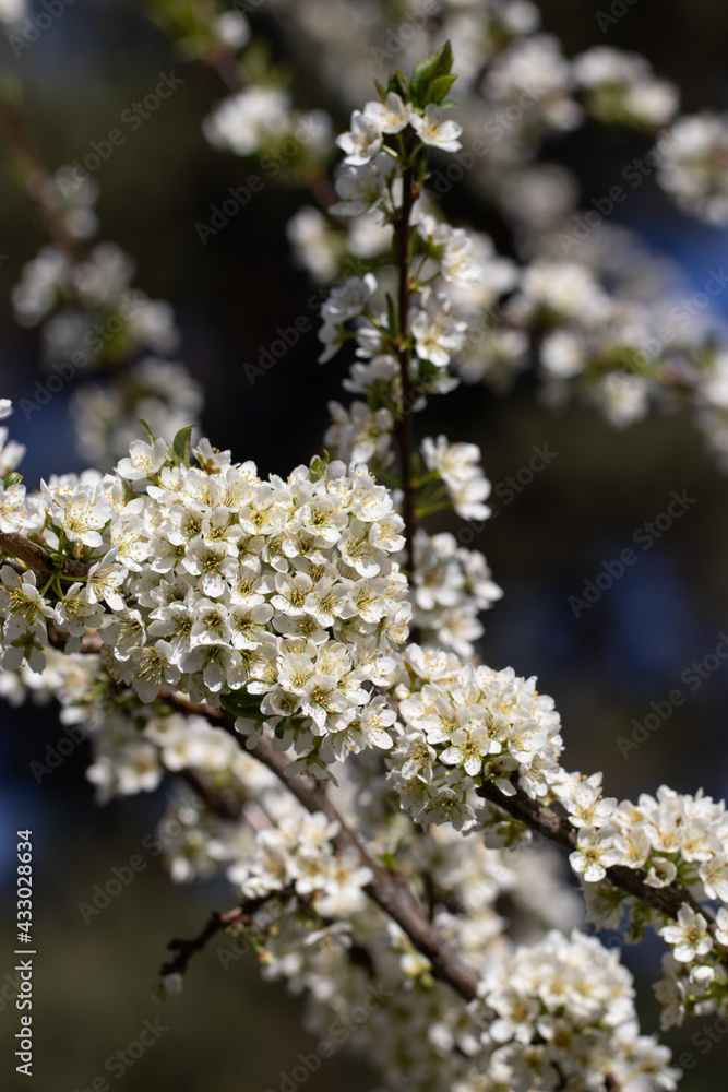Plum Tree Blossoming in Sunny Spring Day. Nature is Pure Beauty. Abundant Nature Plum Tree Blossoming in Sunny Spring Day. Nature is Pure Beauty. Abundant Nature