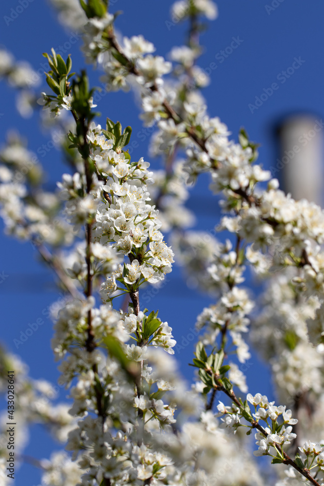 Plum Tree Blossoming in Sunny Spring Day. Nature is Pure Beauty. Abundant Nature Plum Tree Blossoming in Sunny Spring Day. Nature is Pure Beauty. Abundant Nature