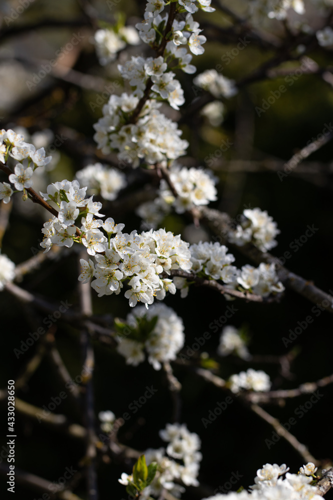 Plum Tree Blossoming in Sunny Spring Day. Nature is Pure Beauty. Abundant Nature Plum Tree Blossoming in Sunny Spring Day. Nature is Pure Beauty. Abundant Nature