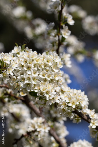 Plum Tree Blossoming in Sunny Spring Day. Nature is Pure Beauty. Abundant Nature. Cluster of Flowers