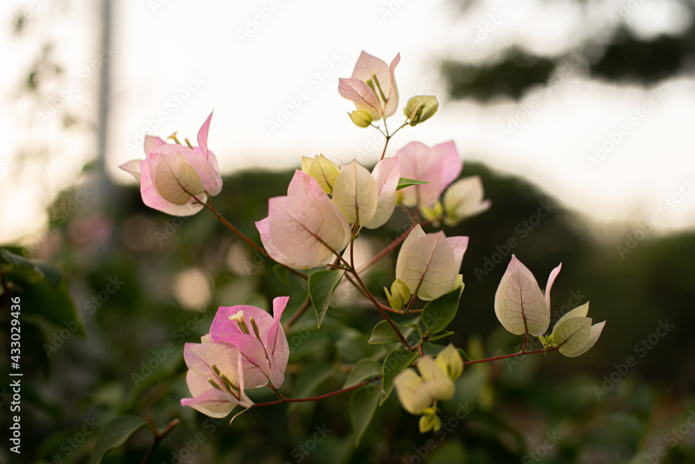 Obraz premium pink magnolia flowers