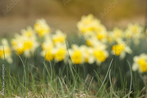 Abstract greenery background. Blur and defocus effect for spring concept design.