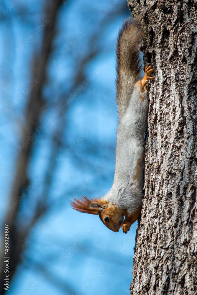 gray squirrel with an orange head on a tree gray squirrel with an orange head on a tree