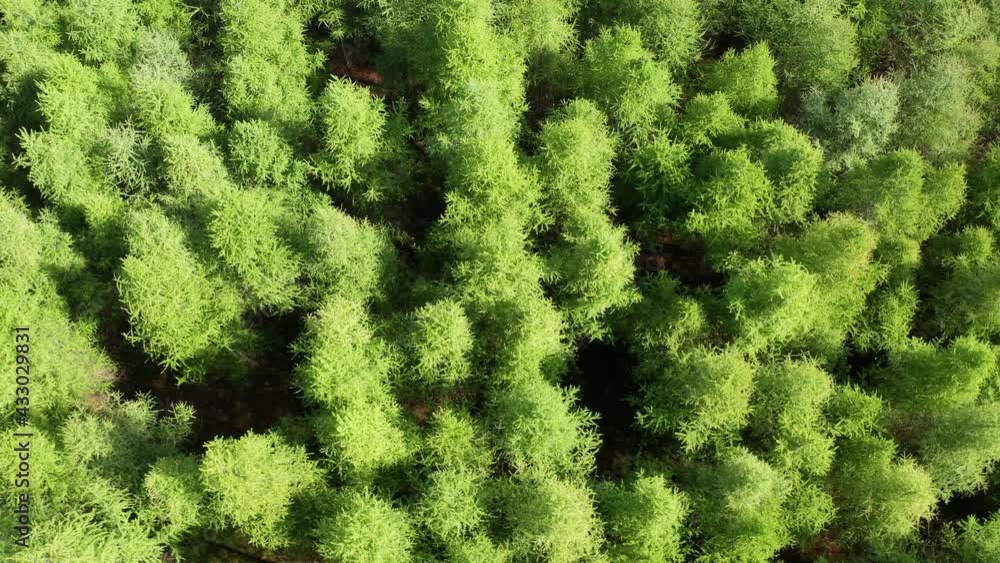 a green lush young spring forest from above a green lush young spring forest from above