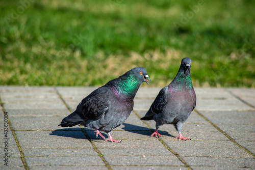 street pigeons on a sunny day