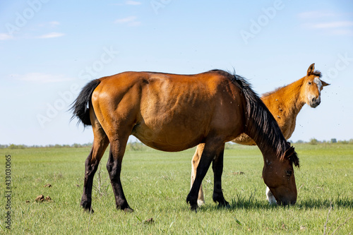 horse and foal walking in nature