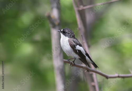 A male European pied flycatcher (Ficedula hypoleuca) is photographed on a branch close-up in its natural habitat.