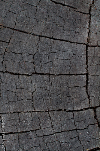 Dry wooden log with cracks abstract neutral background photo