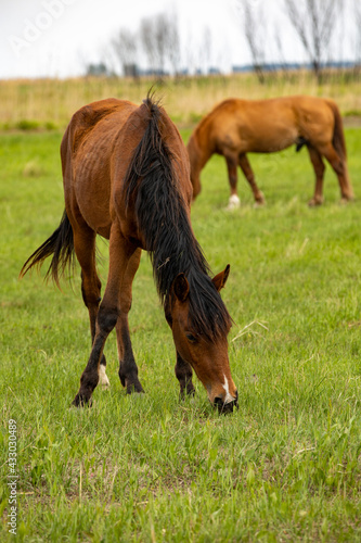 horses and foals walk in nature