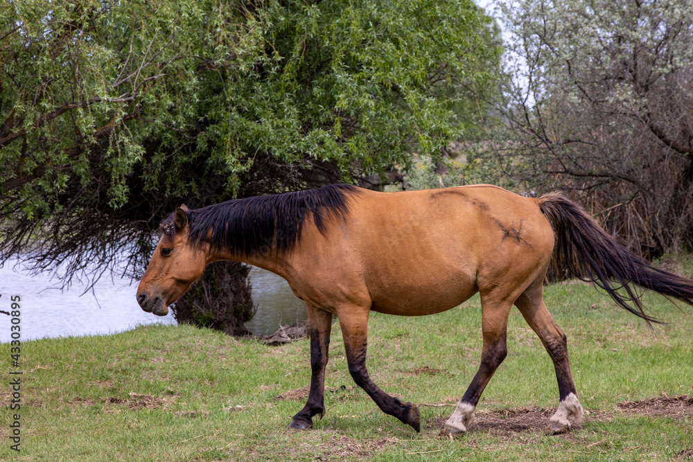 Fototapeta premium horses and foals in nature