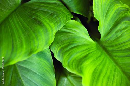 (Selective, soft focus) Close-up view of some Arum-lily leaves forming a green natural background. Zantedeschia aethiopica, commonly known as calla lily, is a species in the family Araceae.