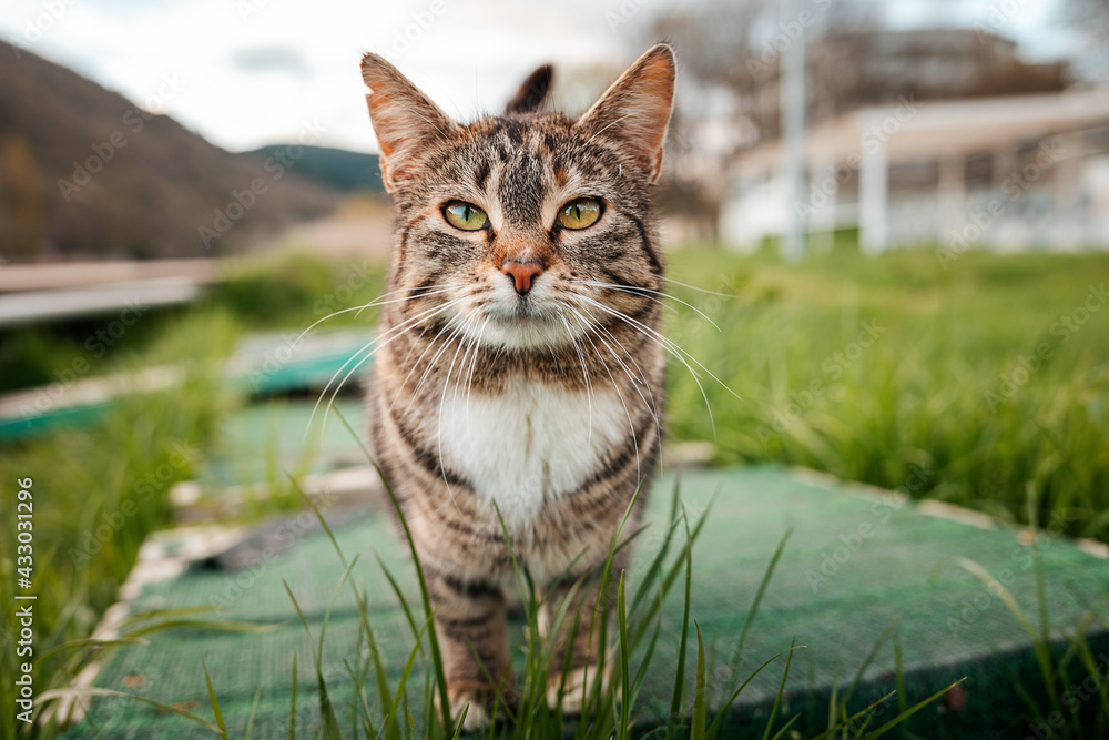 Obraz premium Protection of pets. Cat face close-up. A striped stray cat walks in the park. World Cat Day concept