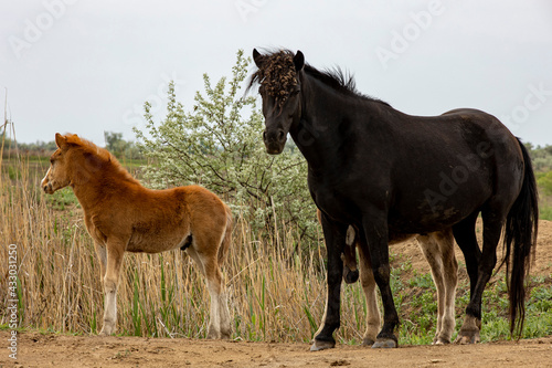 horses and foals in nature Fotobehang