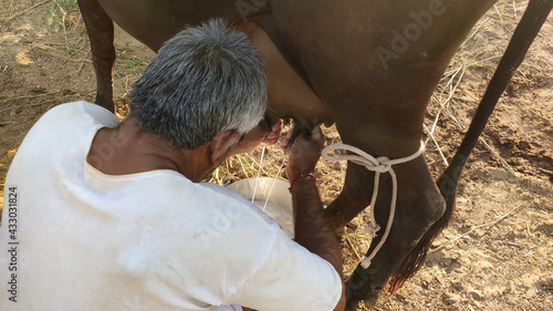 A indian farmer extracting milk to cow at farm, close up view