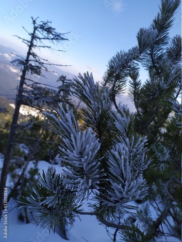 snow covered trees