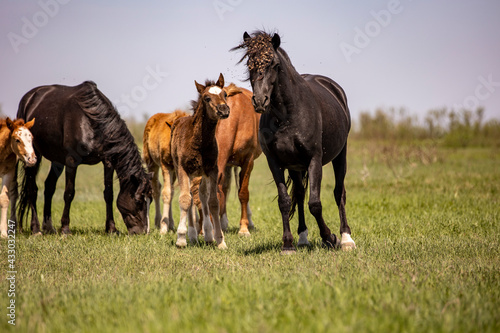 horses and foals in nature © Dmitrii