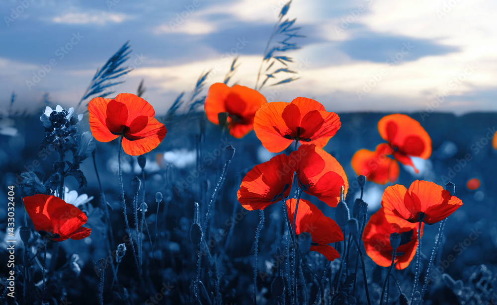 Obraz premium Bright beautiful flowers of red poppies in field in evening lighting against backdrop on sky. Scarlet poppies glow at sunset in nature close-up.