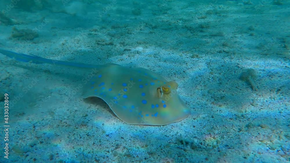 Stingray swim on shallow water coral reef. Blue-spotted Stingray (Taeniura lymma) 4K-60pfs. Stingray swim on shallow water coral reef. Blue-spotted Stingray (Taeniura lymma) 4K-60pfs.