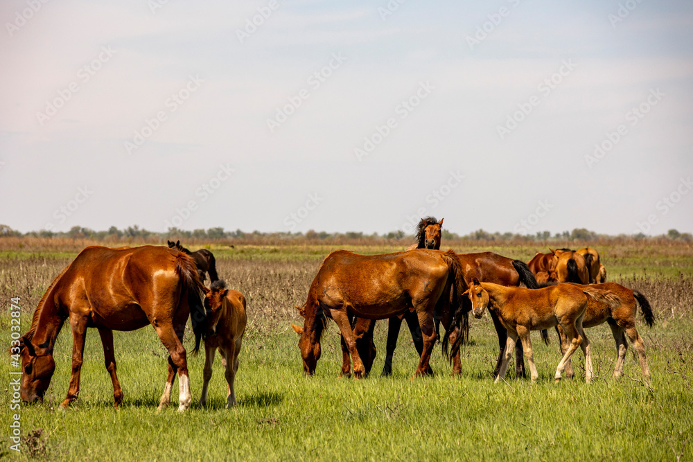 horses and foals in nature