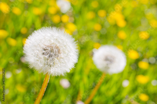 Close-up of a dandelion in a green meadow with yellow blossoms