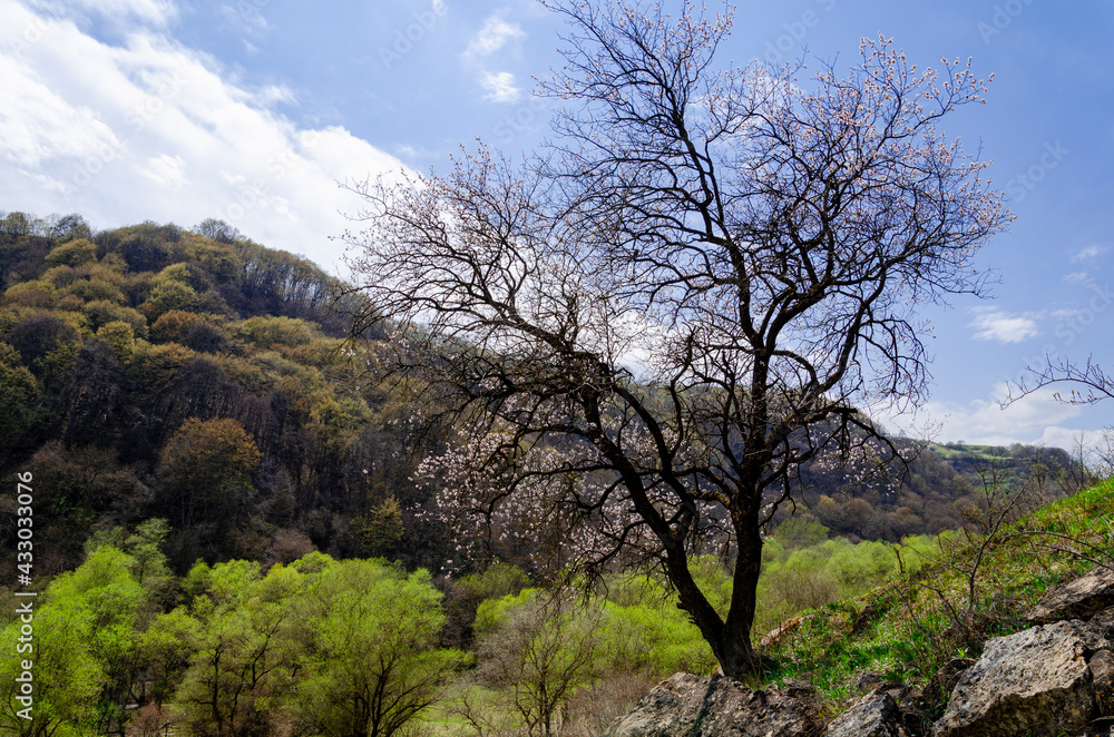 blooming tree on the mountainside. irga, mountain cherry, plum, apple tree, sakura, magnolia. Caucasus mountains blooming tree on the mountainside. irga, mountain cherry, plum, apple tree, sakura, magnolia. Caucasus mountains