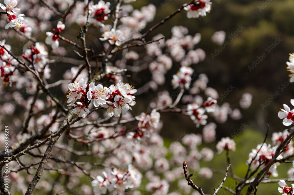 flowers of mountain fruit cherry close-up flowers of mountain fruit cherry close-up