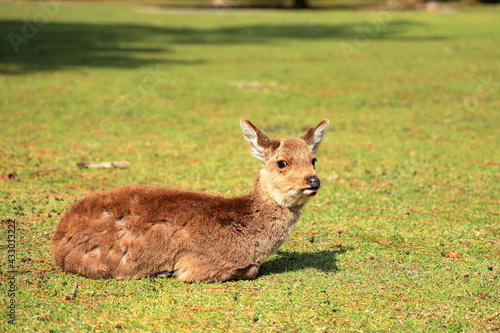 奈良公園 奈良 日本