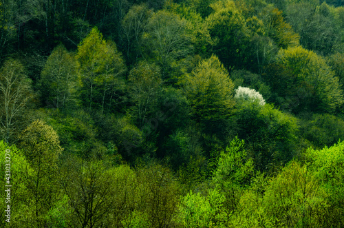Fruit tree deep into the forest. mountain forest of the caucasus © Oleg