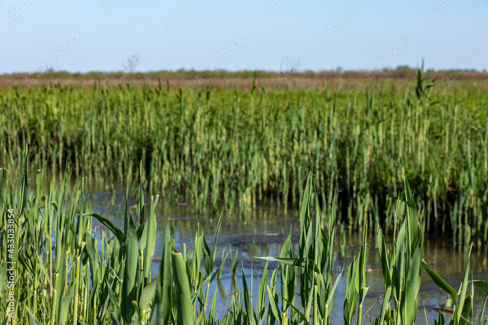 dry reeds and grass on the river