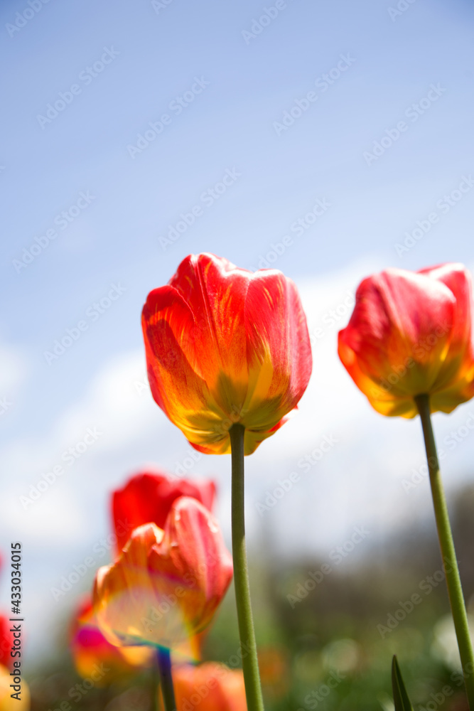 Naklejka premium Large red and yellow blooming tulips illuminated by the sun against the sky, vertical banner, vertical photo, spring background