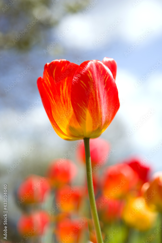 Naklejka premium Large red and yellow blooming tulips illuminated by the sun against the sky, vertical banner, vertical photo, spring background