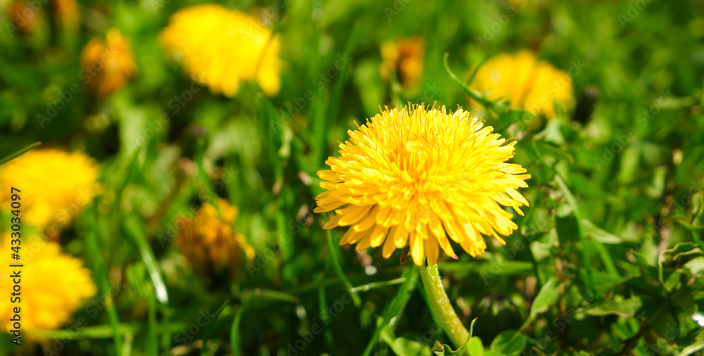 Bright yellow spring dandelions bloom on the lawn. Juicy green grass, yellow wildflowers. Bright sunlight. Blurred background. Copy space. Bright yellow spring dandelions bloom on the lawn. Juicy green grass, yellow wildflowers. Bright sunlight. Blurred background. Copy space.