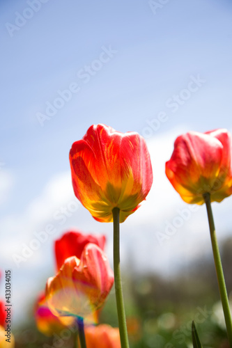 Large red and yellow blooming tulips illuminated by the sun against the sky, vertical banner, vertical photo, spring background
