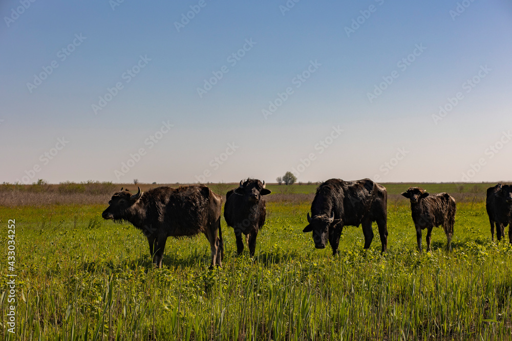 black buffaloes walk in nature