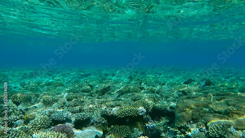 School of tropical ish swims in the blue water on shallow water coral reef (4K - 60fps) photo