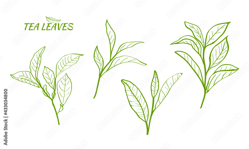 Set of tea plant branches and leaves.Silhouettes of branches and leaves of a tea bush.Skcetch of tea leaves. Botanical illustration. Set of tea plant branches and leaves.Silhouettes of branches and leaves of a tea bush.Skcetch of tea leaves. Botanical illustration.