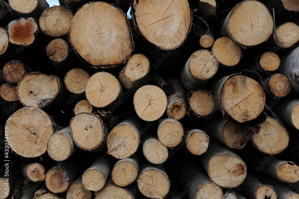 Stack of logs of old trees cut and sawn in the wood and piled for transportation in Europe Stack of logs of old trees cut and sawn in the wood and piled for transportation in Europe
