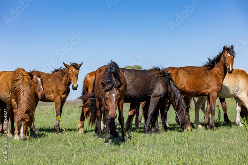 horses and foals in nature