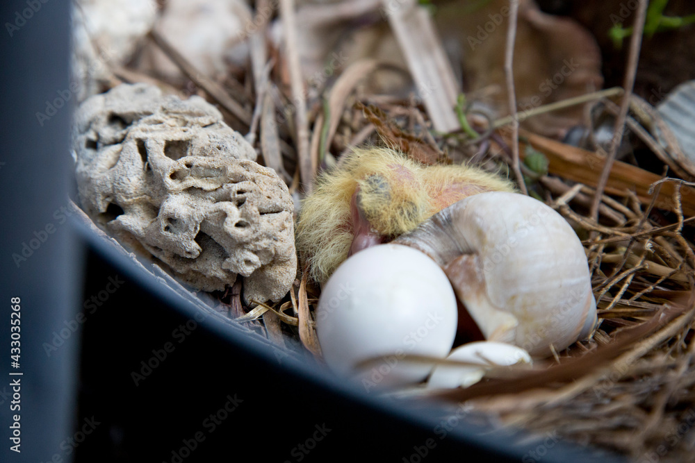 Close up of a new born baby chick Pidgeon's resting on an egg beside a seashell Close up of a new born baby chick Pidgeon's resting on an egg beside a seashell
