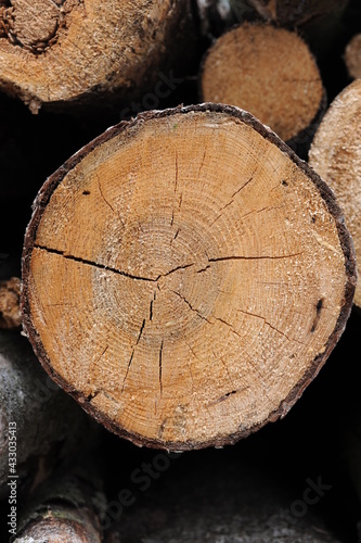 Stack of logs of old trees cut and sawn in the wood and piled for transportation in Europe