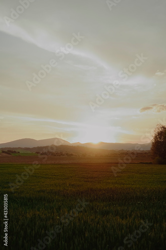 landscape sunset field spain in spring summer