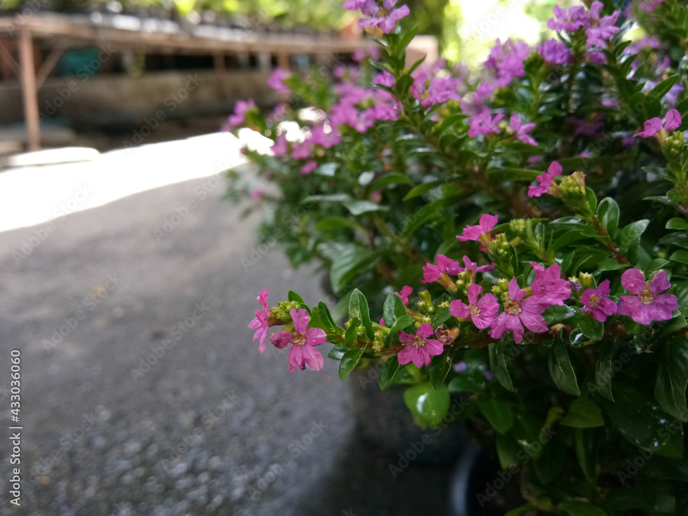 False heather or Elfin herb Small pink flowers in beautiful pots.