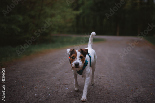 Fototapeta Naklejka Na Ścianę i Meble -  Beautiful Parson Russell Terrier in Nature